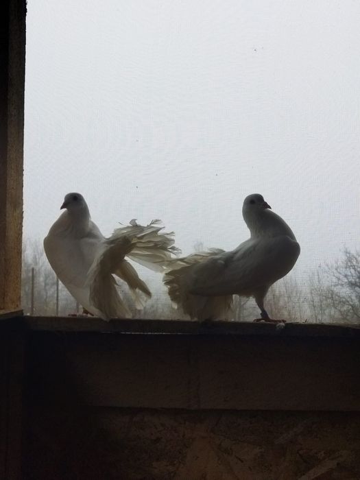 Vând porumbei voltați pereche.