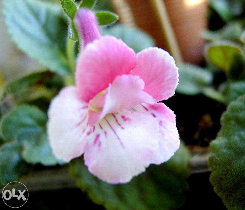 mini gloxinia- 10 bulbi culori mixte 95Ron /set posta inclusa,.