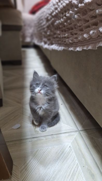 милий Котёночек  Мен куюн  здоровый,  весёлий продам 100 дол