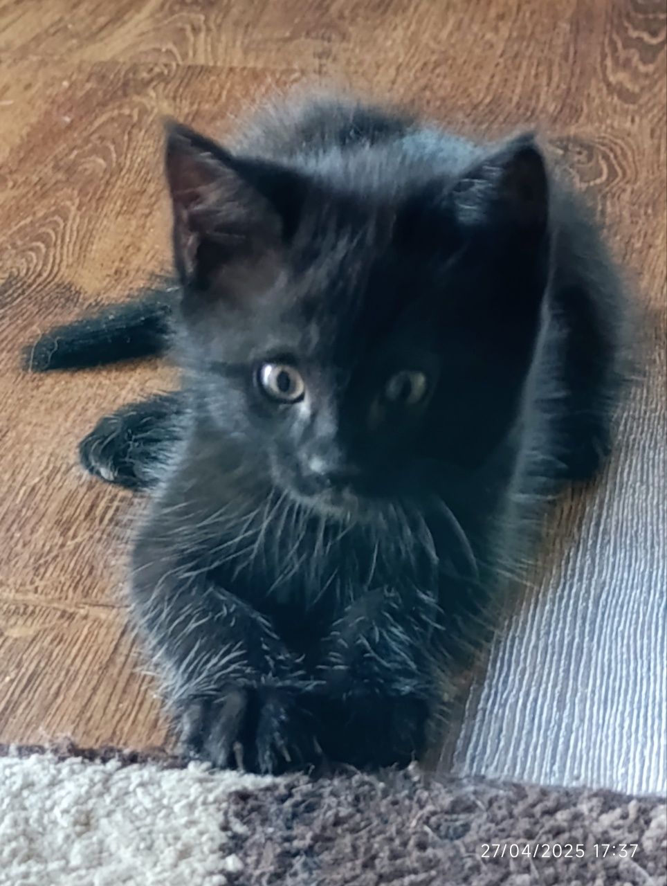 Чёрный котёнок — отдам даром в добрые руки! Малышу 1,5 месяца.
Он ласк