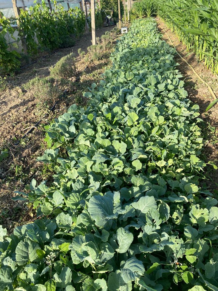 Vand răsad de varză