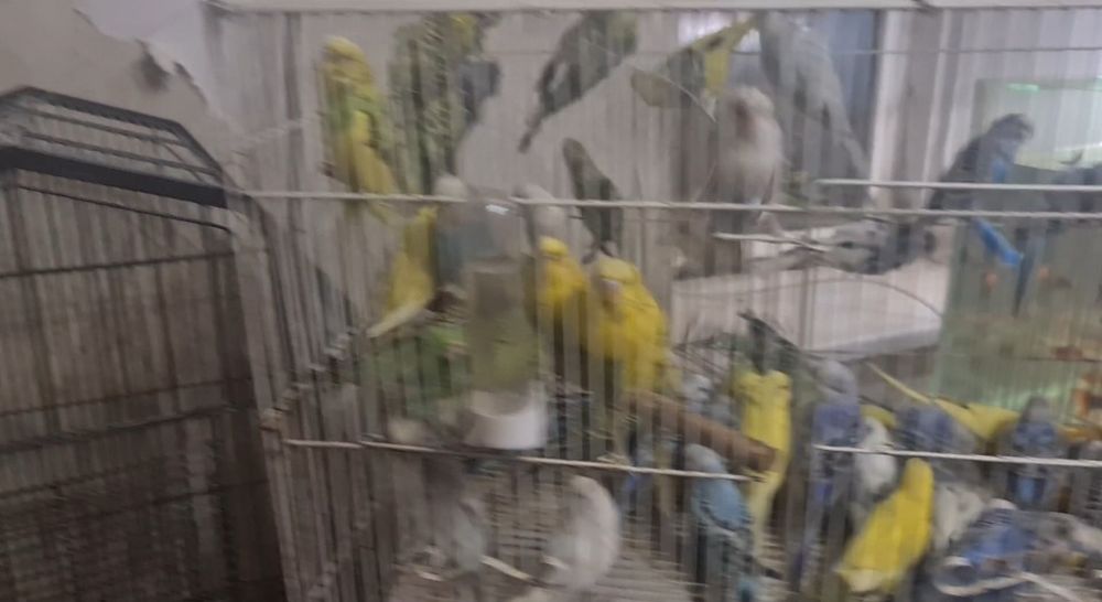 Продам волнистые попугаи оптом и в розницу собственного разведения