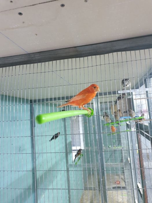 Канарейка . Цветные декоративные Канарейки