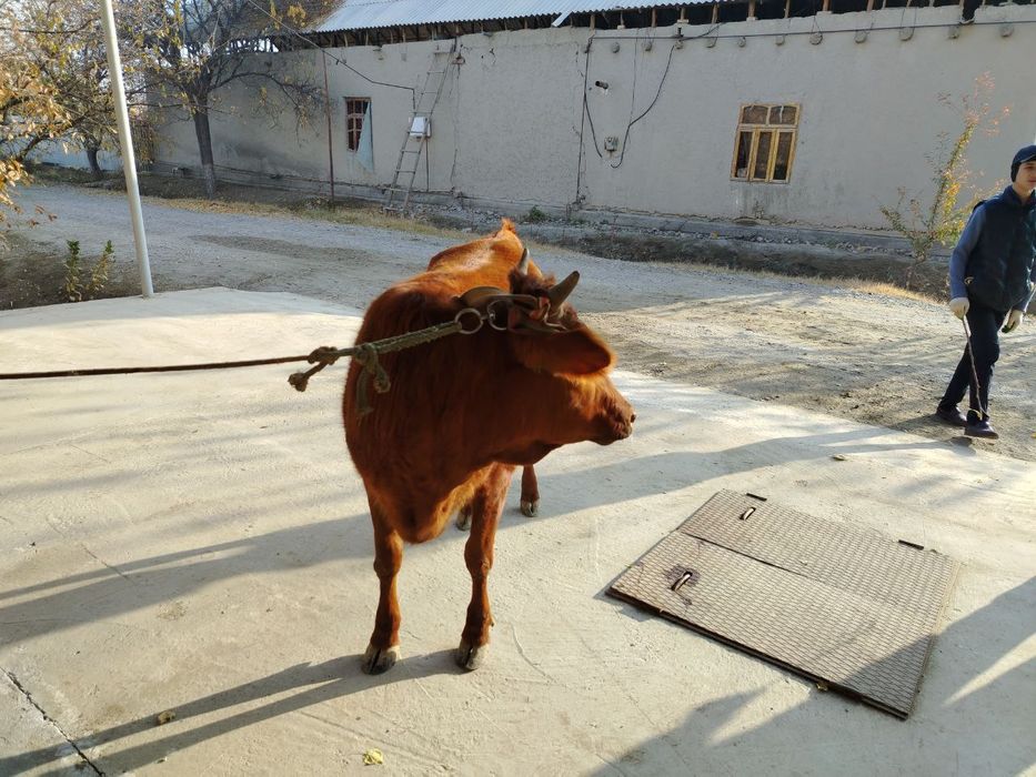 Gʻonojin sotiladi yaxshi yemlangan