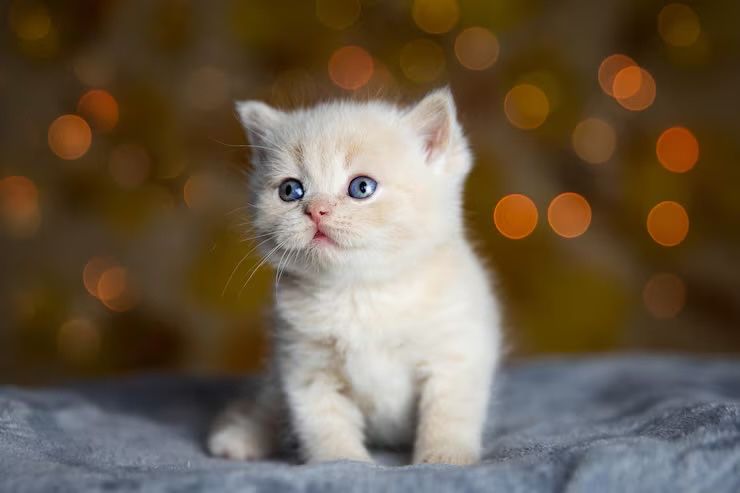 Отдам котенка месячного