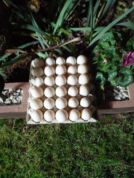 Vand oua de rata Pekin si Rouen