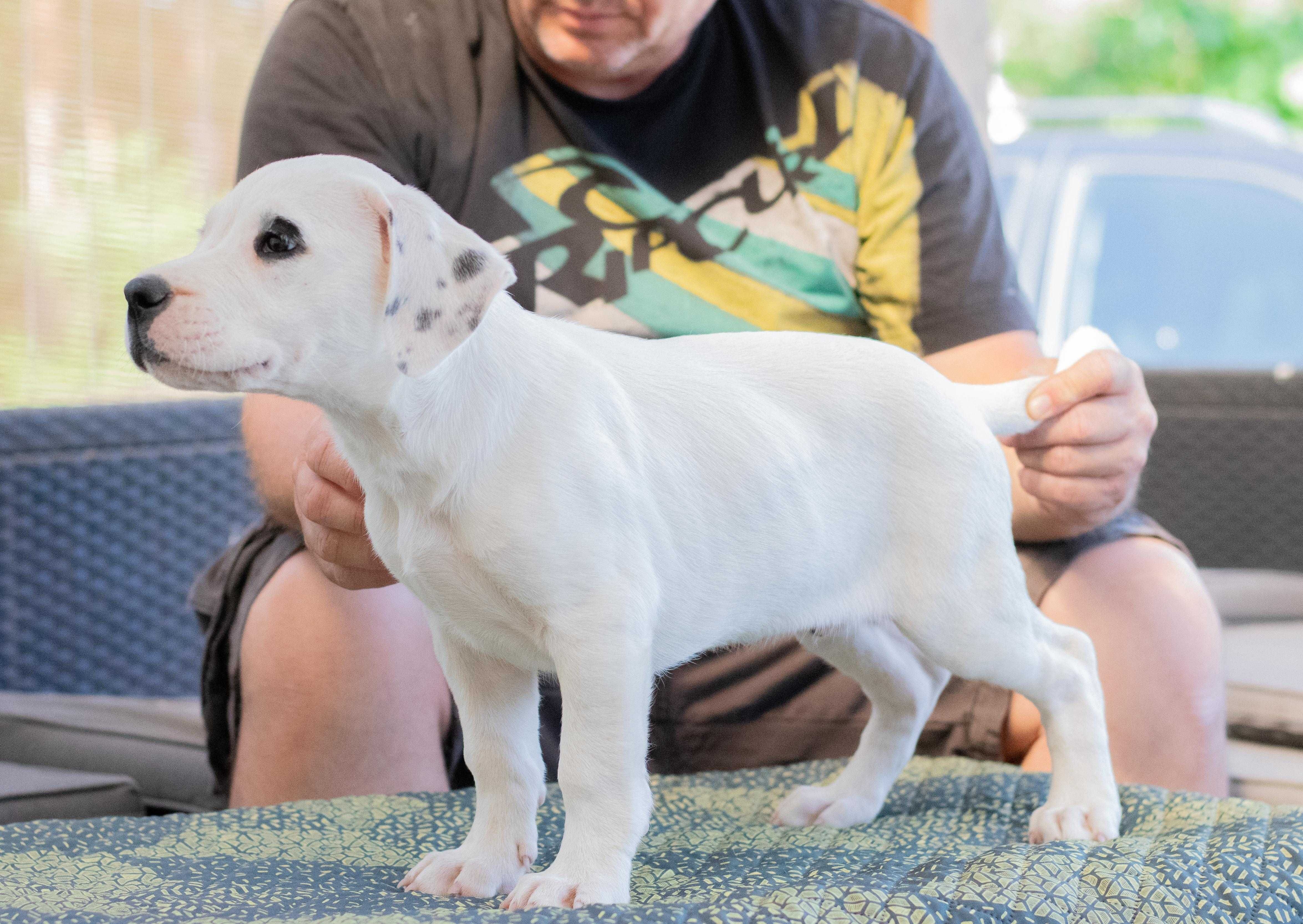 mascul dogo argentino 10 saptamani