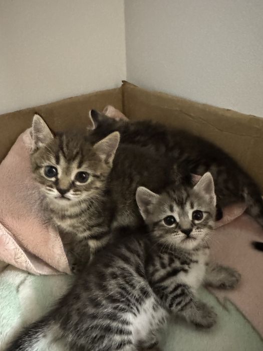 Котята британской пароды,ищут любящию семью!