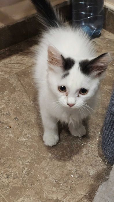 Подарявам 2 малки котенца