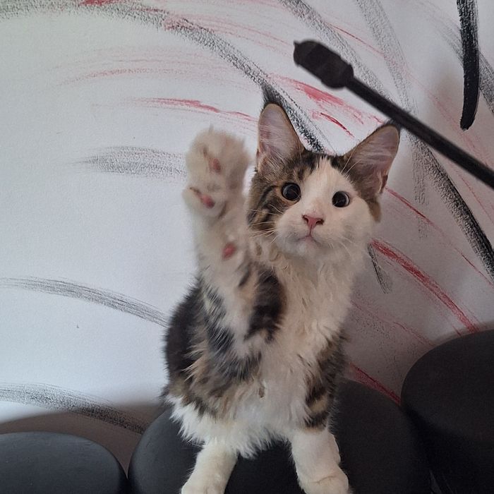 Băiețel Maine coon