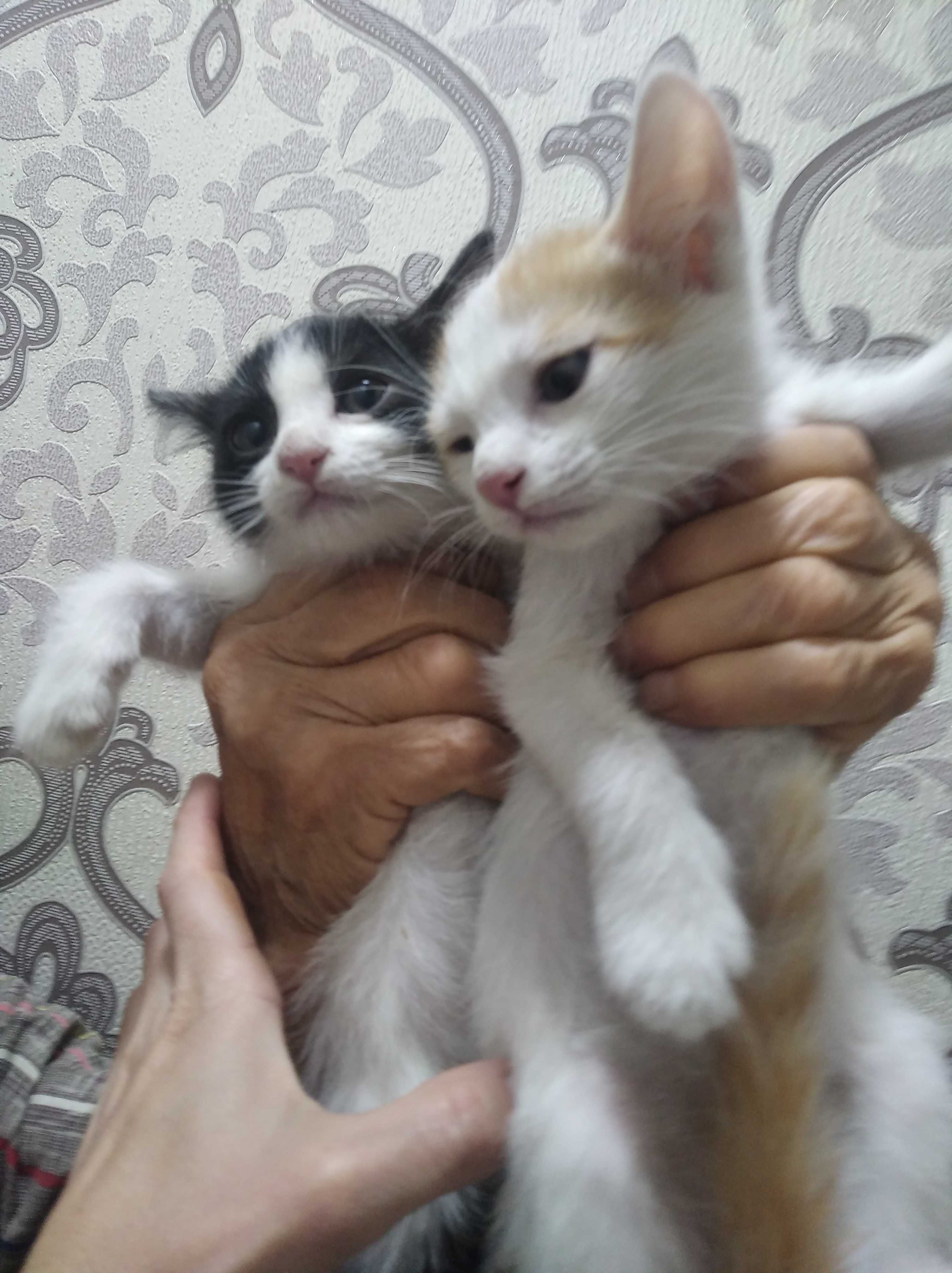 Бесплатно котята