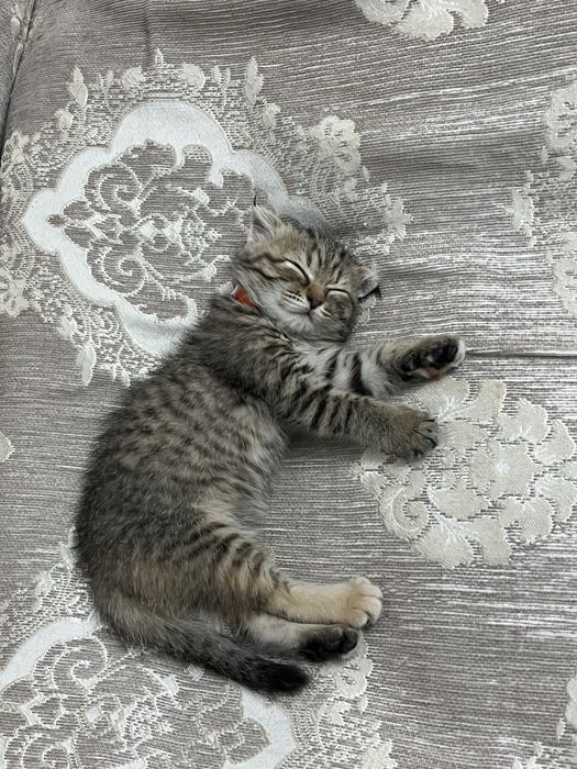 вислоухий шотландский  котенок