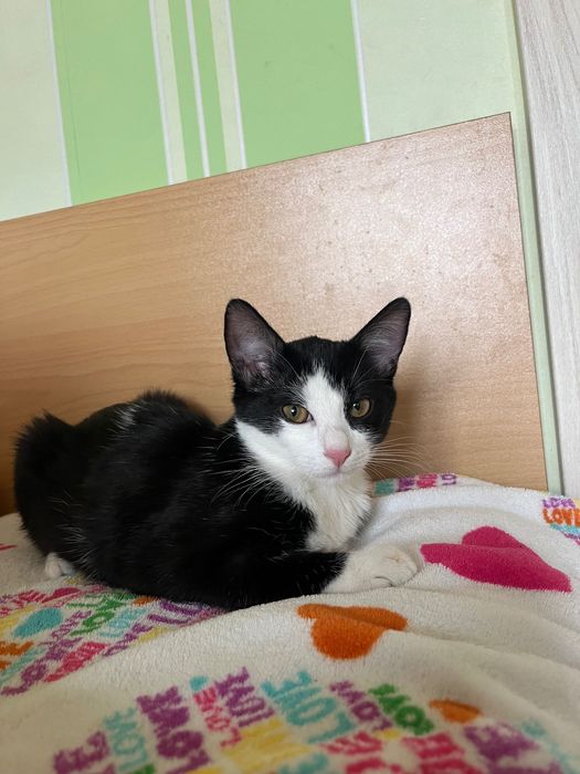 Подарявам котета