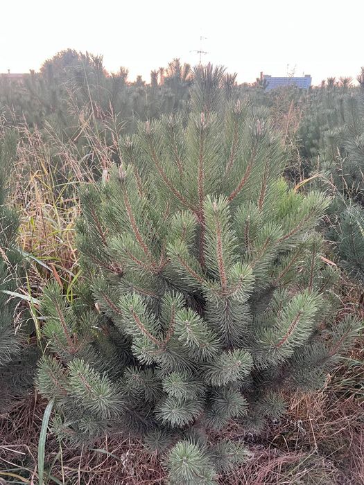 Сосна Импорт Саженц Sasna ko'chati