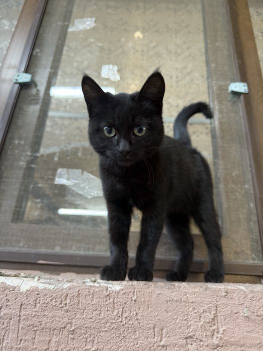 Отдам котенка в добрые руки