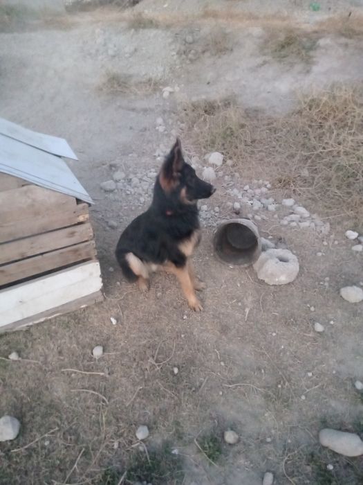 Toza qonli afcharka sotiladi qoni toza