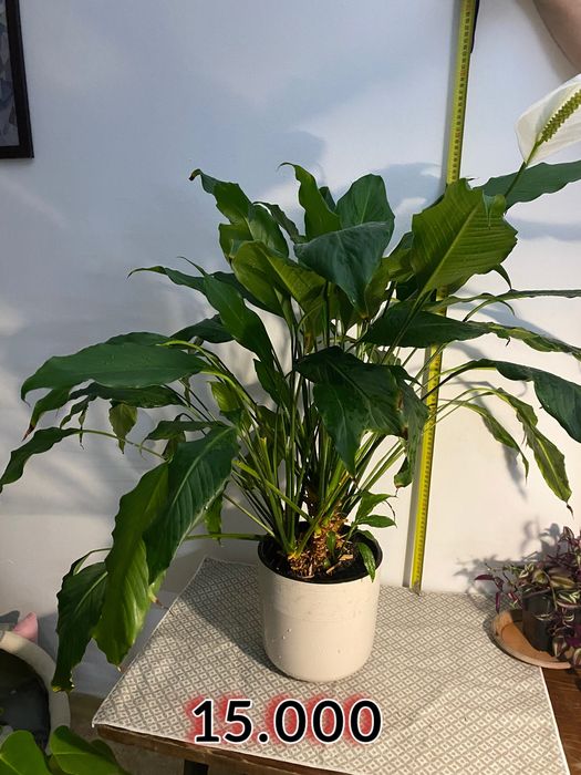 Цветы для офиса.