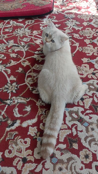 VIYAZKA: Scottish strayt Color Point shinshilla (toza qon)