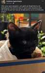 Dau pisica spre adoptie!