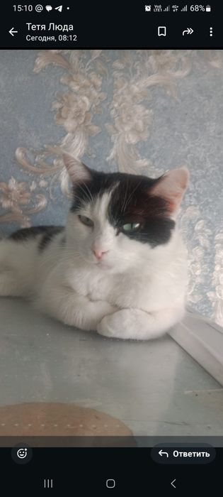 Отдам стерилизованную кошечку