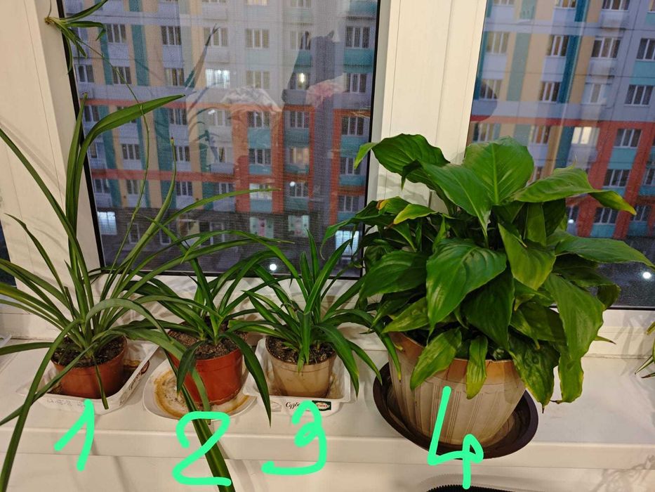 Хлорофитум - комнатное растение