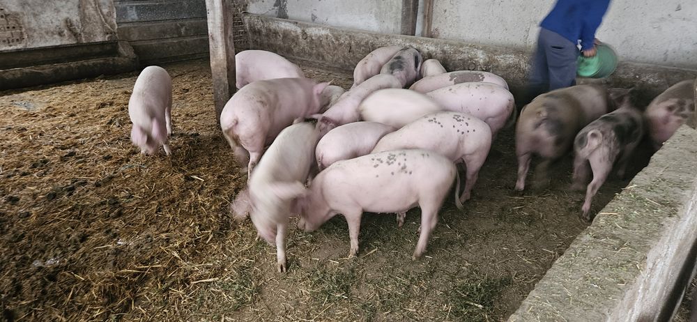 Прасета ОТ 30 ДО 140КГ