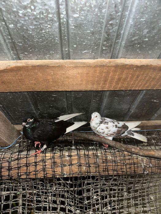 Vand porumbei jucatori