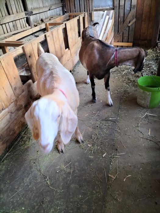 capre rasa anglonubiana