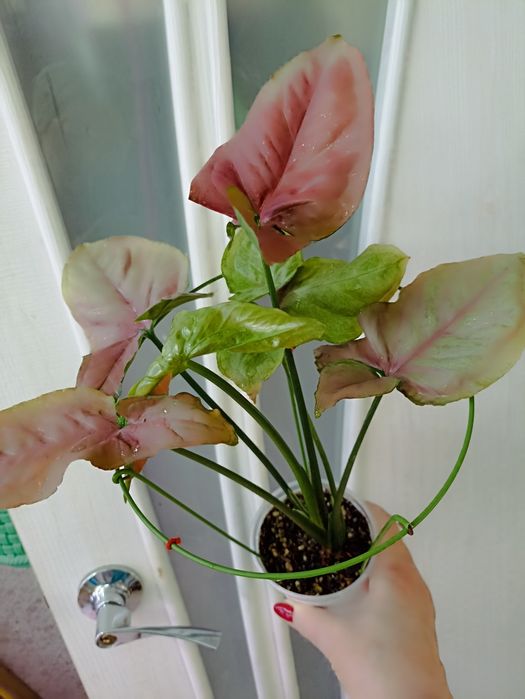 Продажа Сингониумов