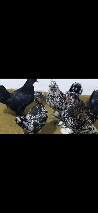 Карликовый куры, карлик тауықтар, семайка.