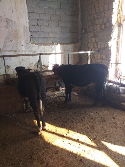 Mollar sotiladi 2 ta navosch 8 oylik