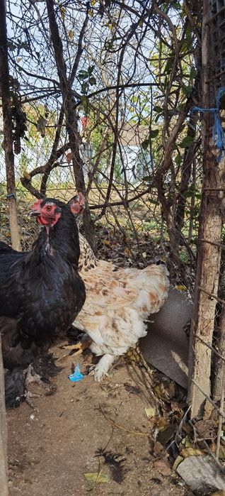 Familie de găini 7+1