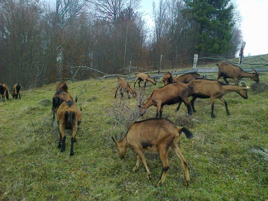 Capre alpina franceza