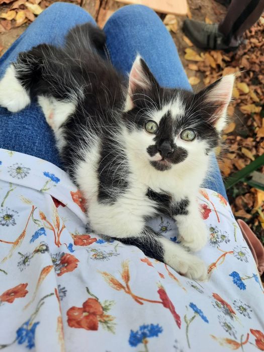 Котета търсят своя дом