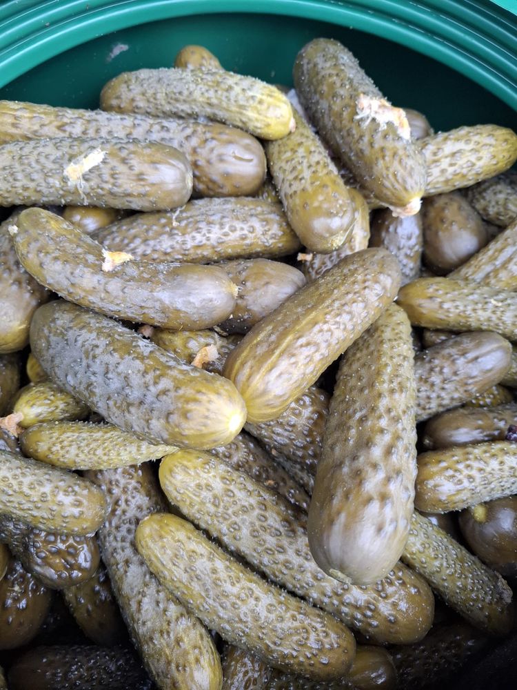 Castraveti deliciosi in saramura
