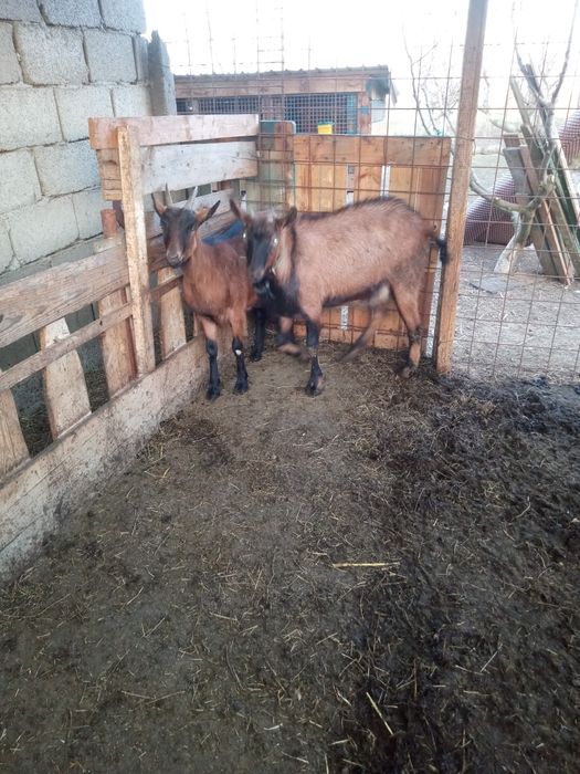 Vand țap alpin francez