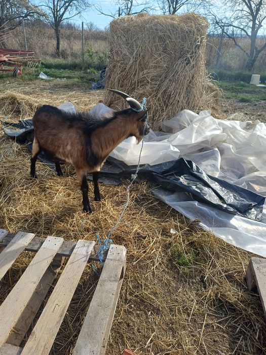 Vând țap frumos.
