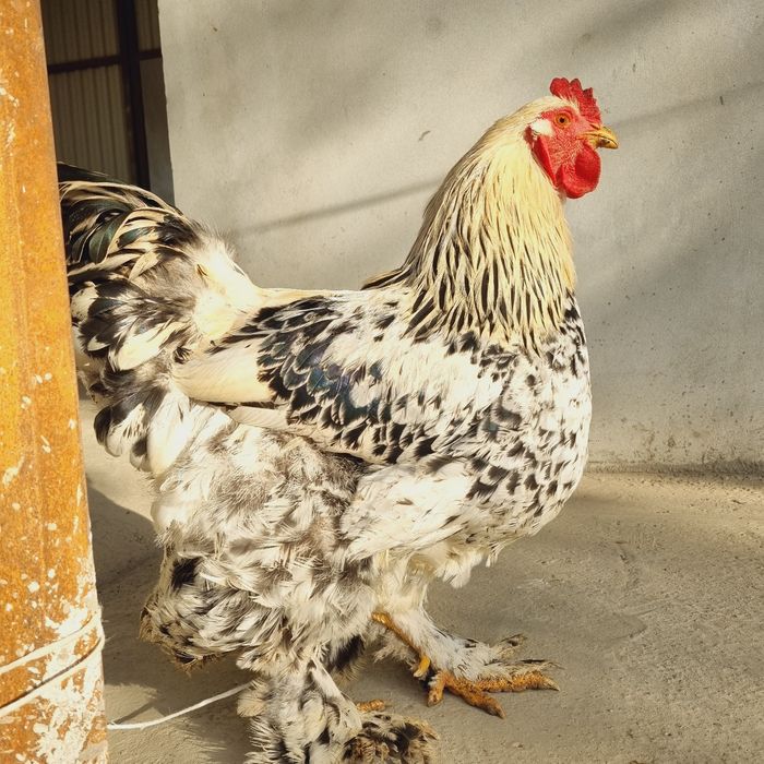 Brama tovuq va xo'rozlar