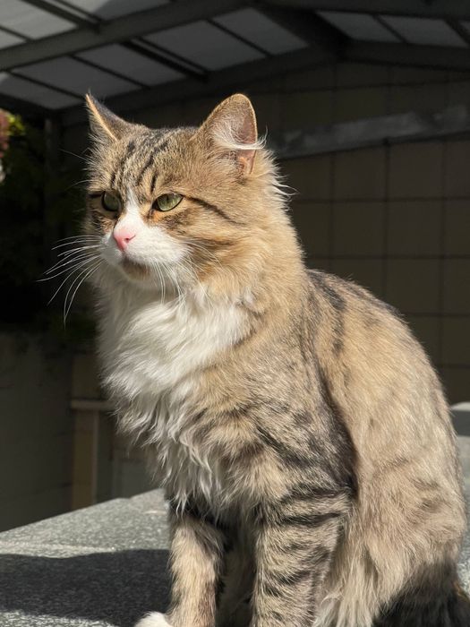 Заберите кота, в хорошие руки!!!