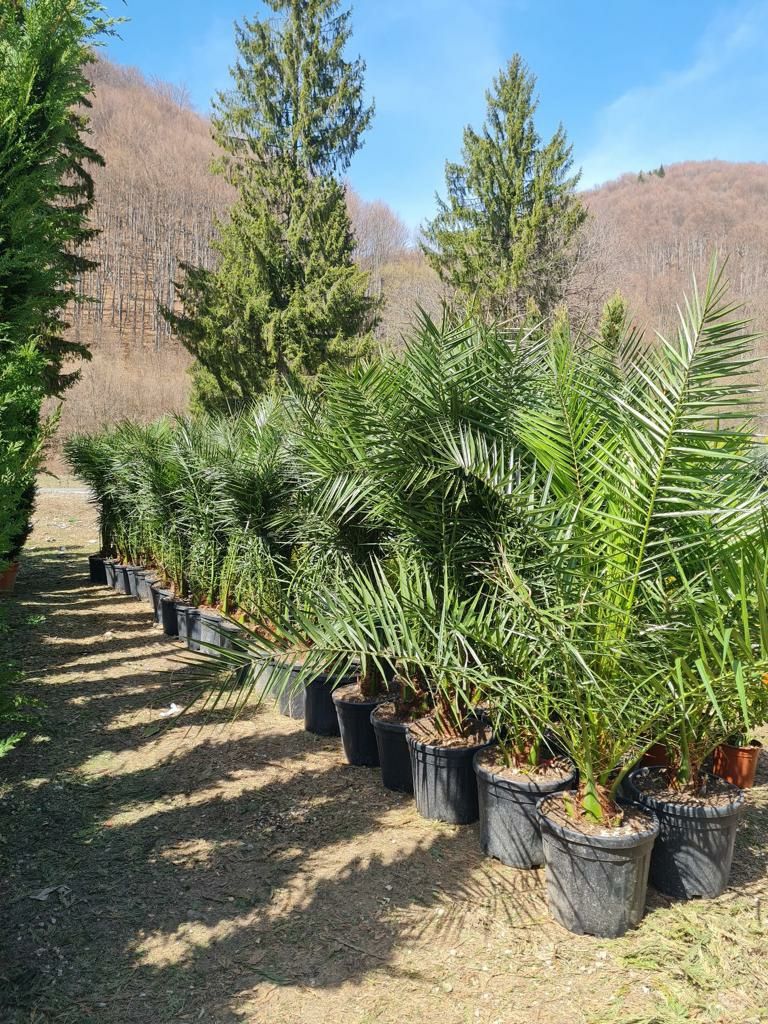 Palmieri trachycarpus fortunei rezistent la inghet -18C