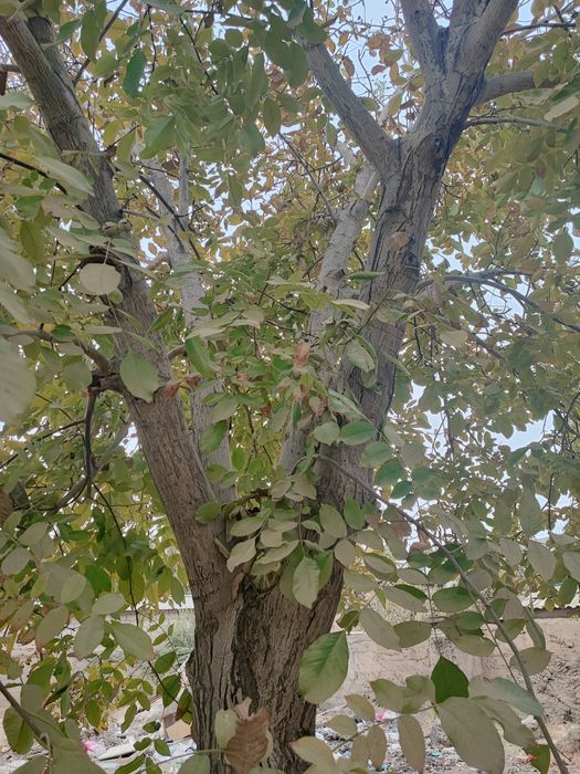 Yongiq daraxti 30 yilik