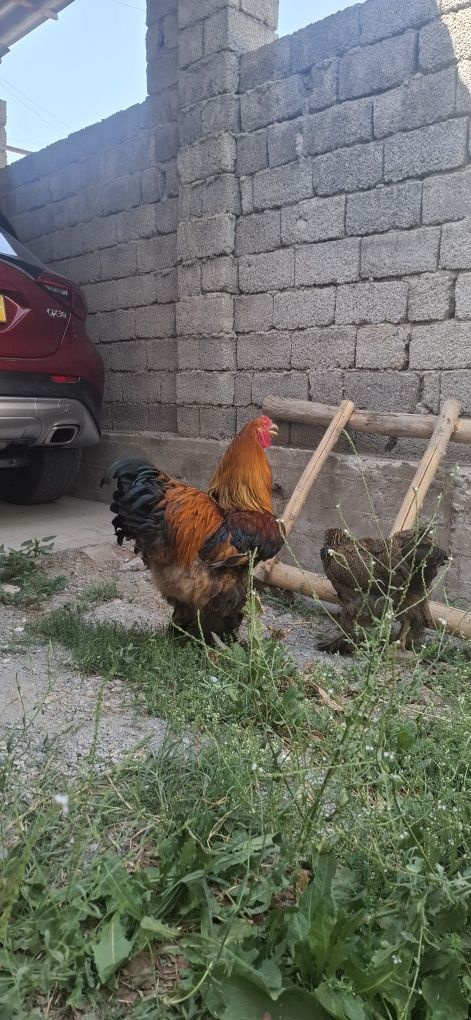 3+1 kuropatchatiy brama oilasi