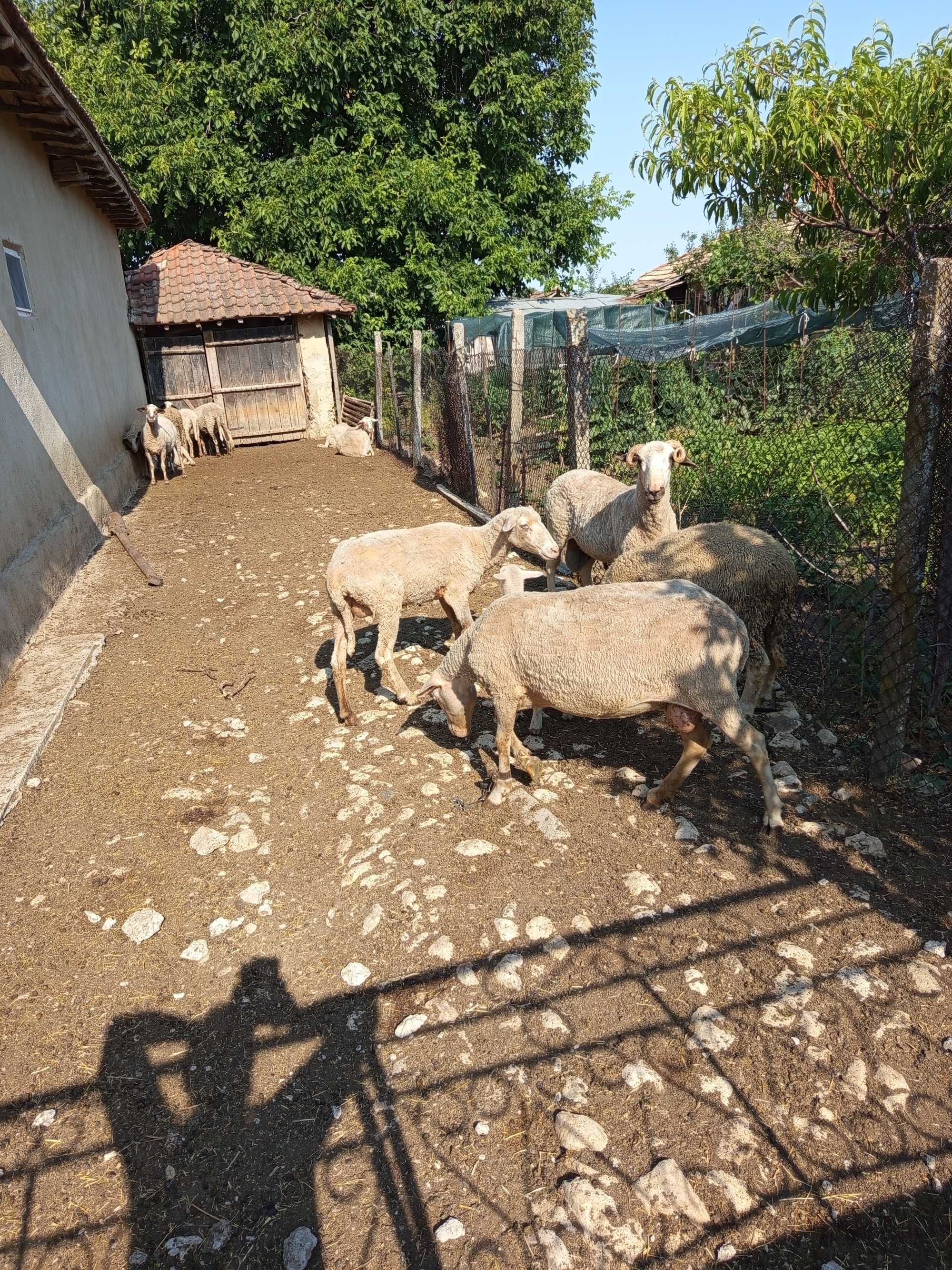 Продавам овце и овен