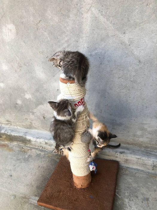 Отдам даром кошки