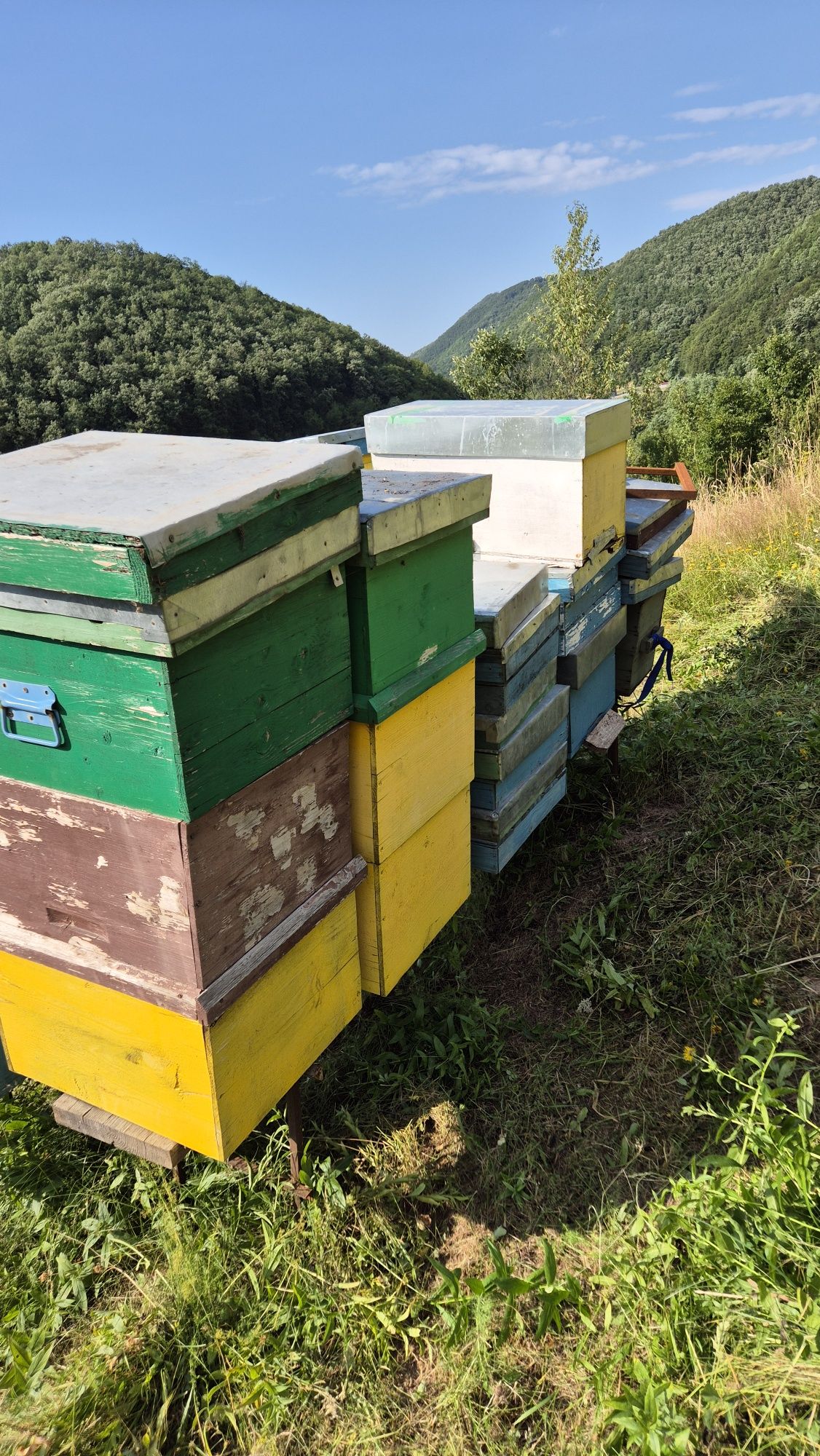 Vand Lazi albine pe 10 rame  30 bucati
