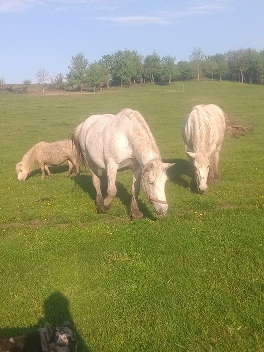 Manji de vânzare de 5 luni