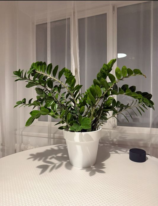 Долларовое дерево / Замиокулькас