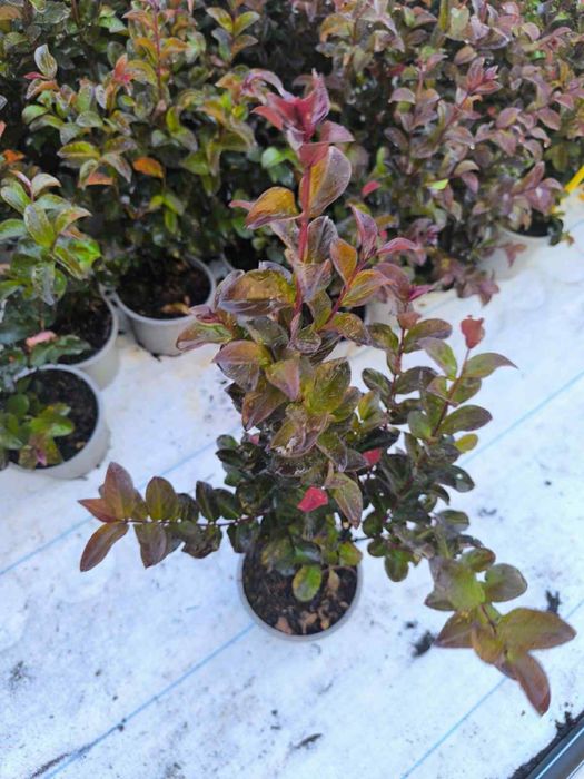 Индийски люляк/Lagerstroemia indica