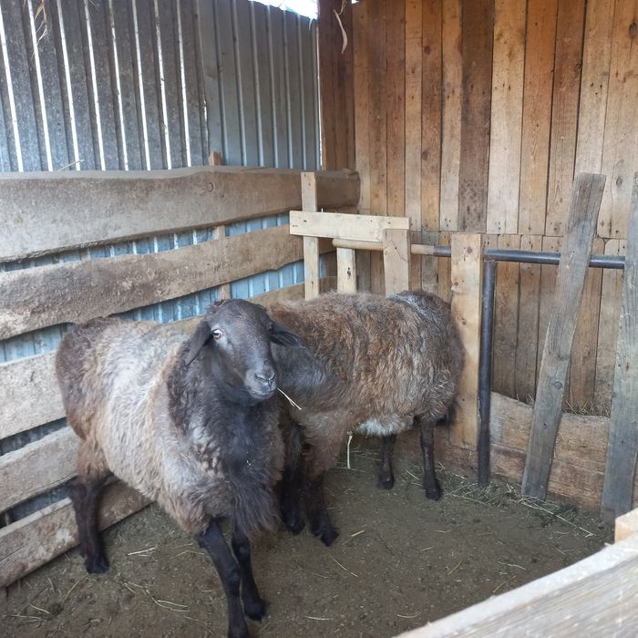 Продам баранов жирный