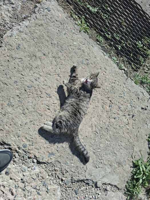 Котёнок ищет новый дом